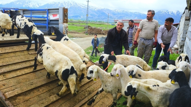 Erzincan'da tulum peyniri için zorlu yayla yolculuğu başladı