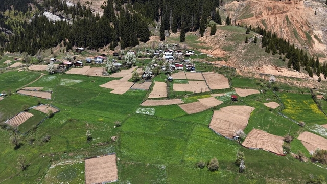 Artvin'de 1400 rakımda imece usulü doğal tarım