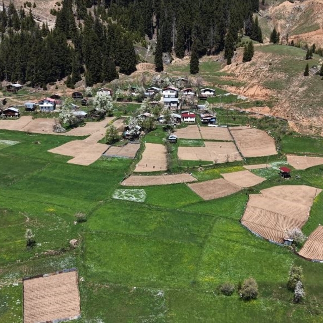 Artvin'de 1400 rakımda imece usulü doğal tarım