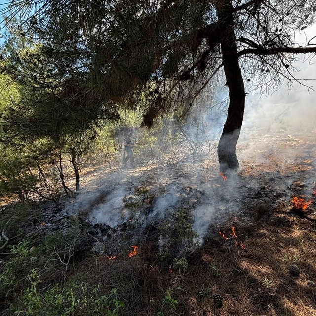 Bilecik'te ormanlık alanda yangın çıktı