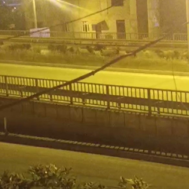 Firari koyun sürüsü kara yoluna çıkıp, üst geçidi kullandı