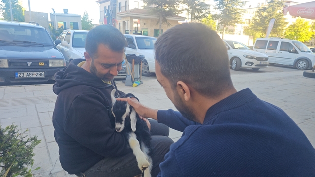 Elazığ'da 'Zeytin' isimli oğlak, mahallenin maskotu haline geldi
