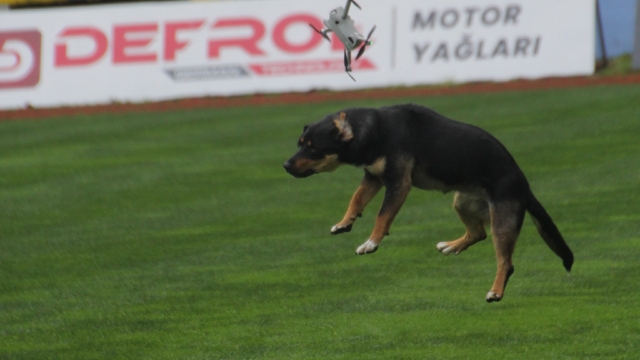 19 Mayıs kutlamalarında tehlikeli anlar: Stada giren başıboş köpek, dronu böyle düşürdü