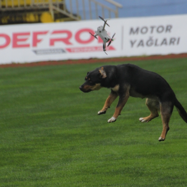 19 Mayıs kutlamalarında tehlikeli anlar: Stada giren başıboş köpek, dronu b...