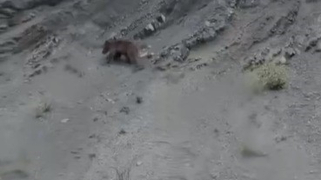 Yamaçtan kayan ayı gülümsetti