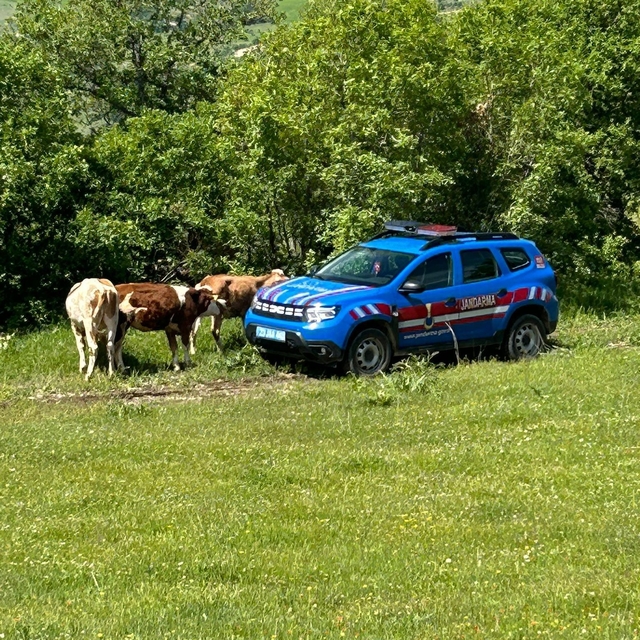 Elazığ'da kaybolan inekler dron ile bulundu