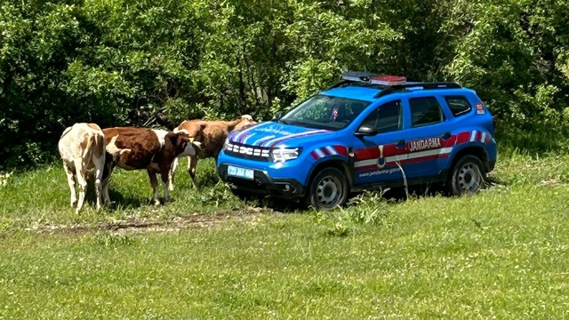 Elazığ'da kaybolan inekler dron ile bulundu