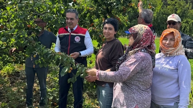 Kayısı bahçelerinde hasat başladı