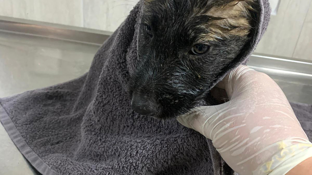 Su kanalında mahsur kalan 2 yavru köpek kurtarıldı