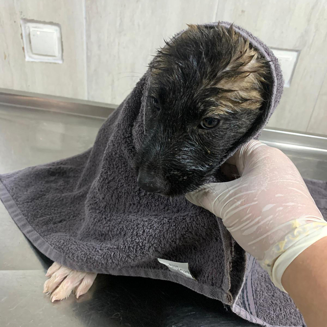 Su kanalında mahsur kalan 2 yavru köpek kurtarıldı