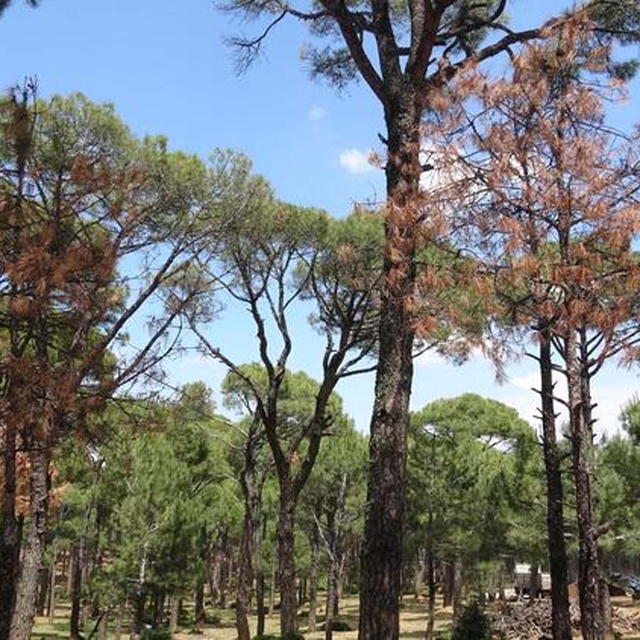 Aydın'da yangına karşı 'ormanlara giriş kısıtlaması' kararı getirildi