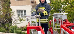 Erzincan'da çatıda mahsur kalan kedi itfaiye ekiplerince kurtarıldı