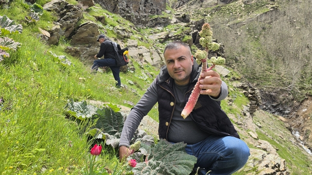 Bitlisliler 'yayla muzu' için dağlara akın etti