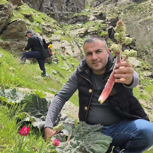 Bitlisliler 'yayla muzu' için dağlara akın etti