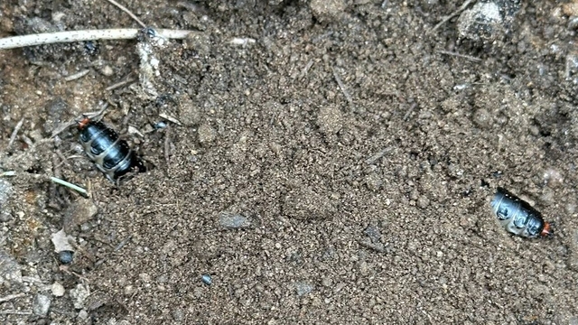 Çam ormanlarına biyolojik kalkan
Predatör böceklerle çam kese böceklerine savaş açıldı