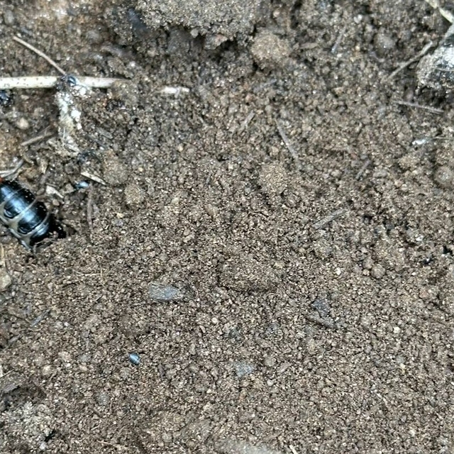 Çam ormanlarına biyolojik kalkan
Predatör böceklerle çam kese böceklerine s...