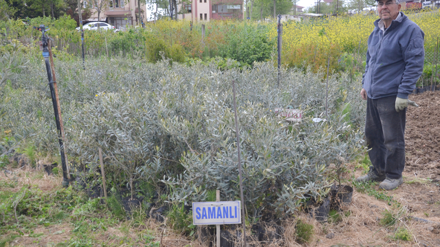Karamürsel Samanlı zeytini fidanlarını serasında yetiştiriyor