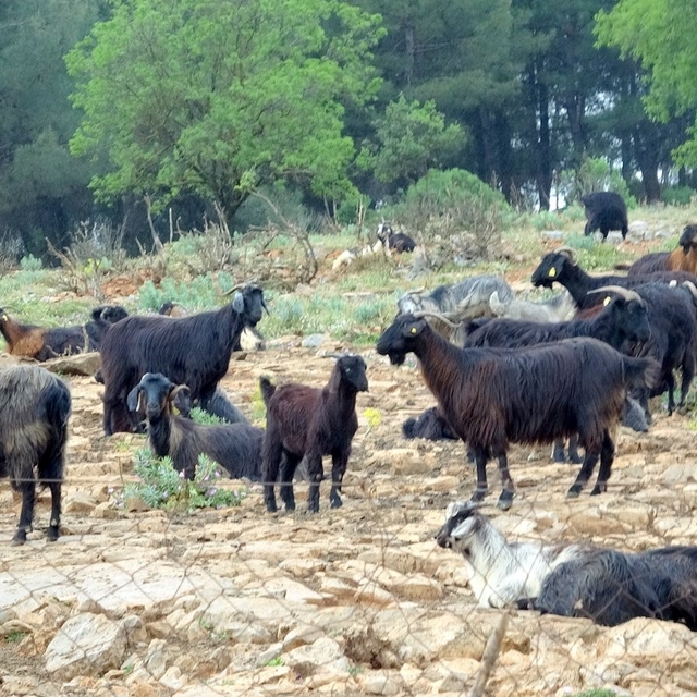 Muğla'da Kurban satışında hareketlilik başladı