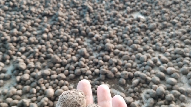 Bozdoğan'da salep hasadı kontrol altında
