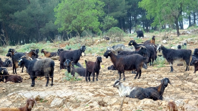 Muğla'da Kurban satışında hareketlilik başladı