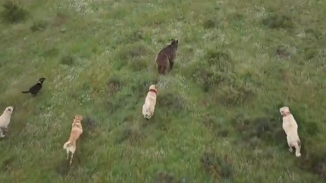 Eskişehir'de sürüye saldıran ayıya kangal köpekleri engel oldu