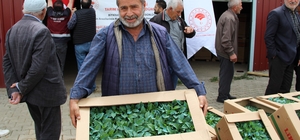 Bingöl'de 330 bin sebze fidesi üreticilere dağıtıldı