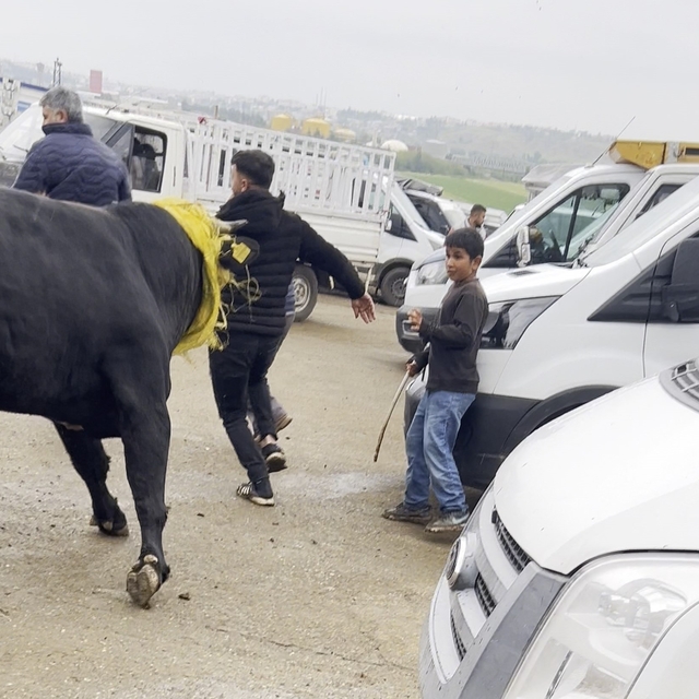 Canlı hayvan borsasında kaçan boğa paniğe neden oldu; o anlar kamerada