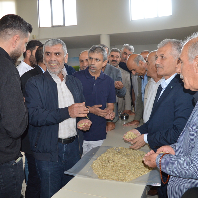 Mardin'de sezonun ilk arpa hasadını yapan çiftçi, gram altınla ödüllendiril...