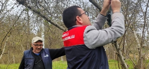 Kırklareli'de kahverengi kokarca böceği izleme çalışmaları