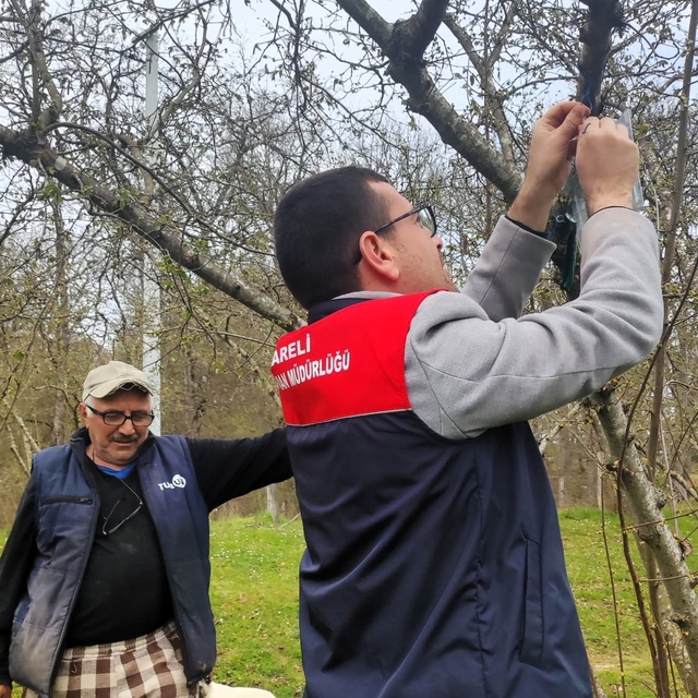 Kırklareli'de kahverengi kokarca böceği izleme çalışmaları