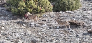 Kurt sürüsünün av taşıdığı anlar kamerada