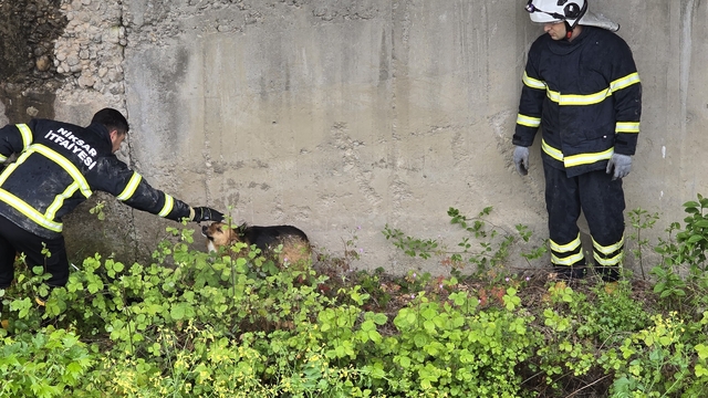 Tokat'ta dere kanalına düşen köpek kurtarıldı
