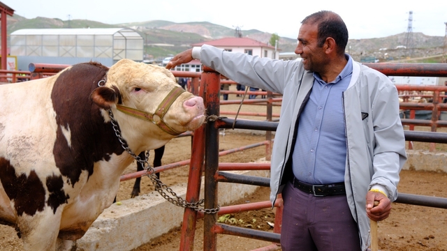 Van canlı hayvan pazarında Kurban Bayramı hareketliliği başladı