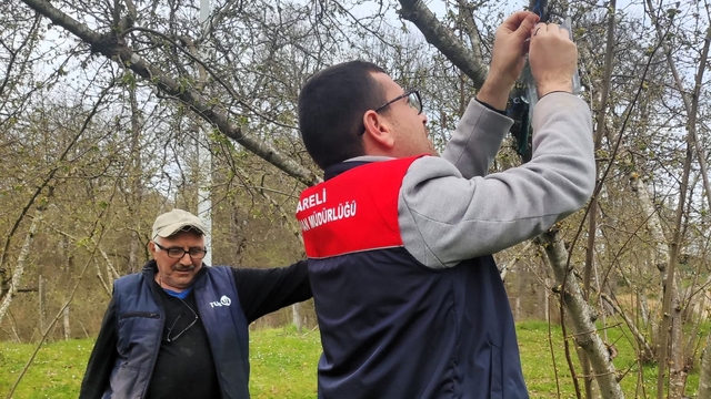 Kırklareli'de kahverengi kokarca böceği izleme çalışmaları