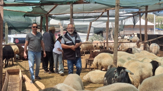Didim'de kurbanlıklar satışta