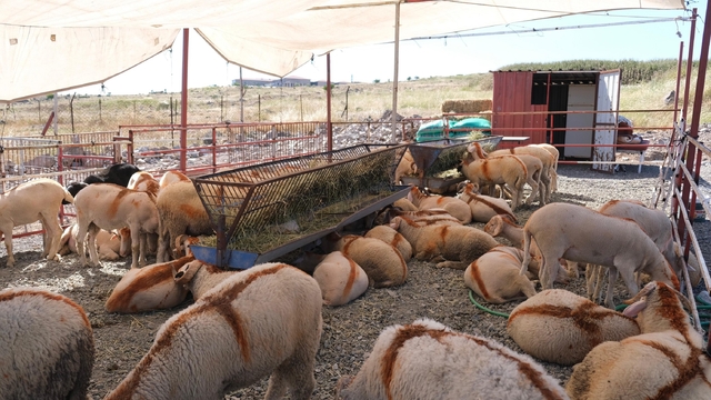 Ayvalık'ta kurban pazarı hizmete açıldı