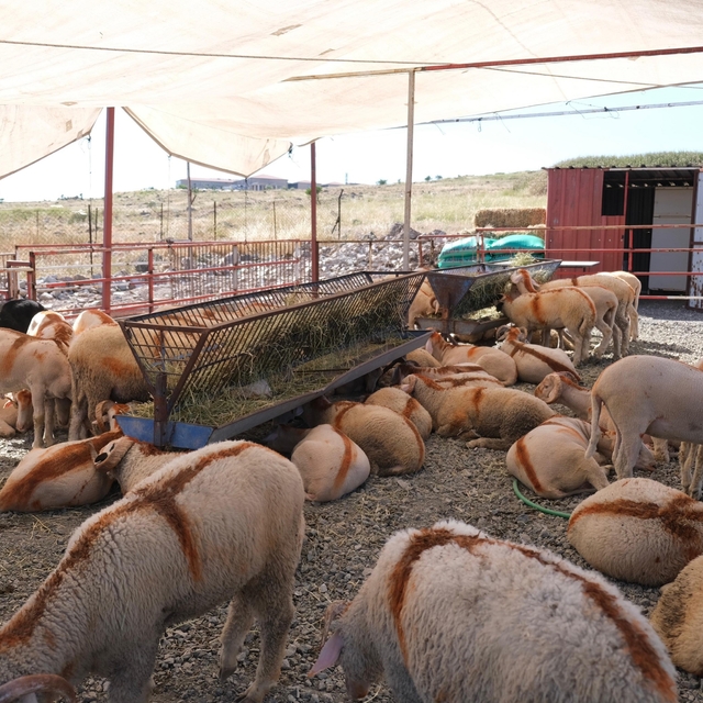 Ayvalık'ta kurban pazarı hizmete açıldı
