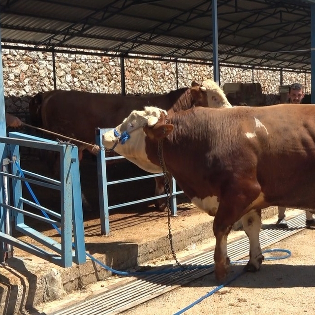 Alanya'da kurban pazarının gözdesi 1 ton 200 kilogramlık dana 450 bin TL'ye...