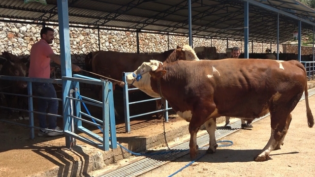 Alanya'da kurban pazarının gözdesi 1 ton 200 kilogramlık dana 450 bin TL'ye alıcı buldu