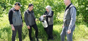 Kahverengi kokarca ile mücadelede 250 feromon tuzağı kuruldu