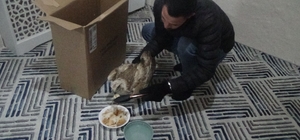 Yaralı kızıl şahini hayvanlara yem olması diye evine götürüp ekiplere tesli...