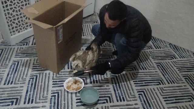 Yaralı kızıl şahini hayvanlara yem olması diye evine götürüp ekiplere teslim etti