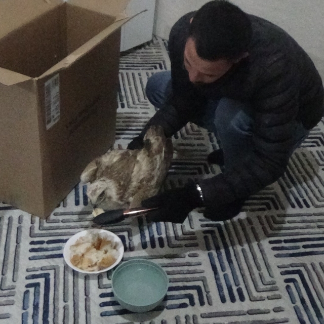 Yaralı kızıl şahini hayvanlara yem olması diye evine götürüp ekiplere tesli...