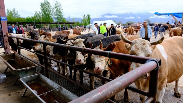 Erzincan'da hayvan pazarı hareketlendi: Sıkı pazarlıklar başladı