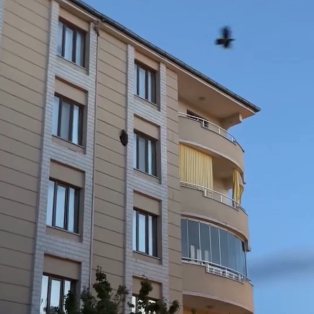 Iğdır'da kargaların saldırısına uğrayan saz delicesi kameraya yansıdı