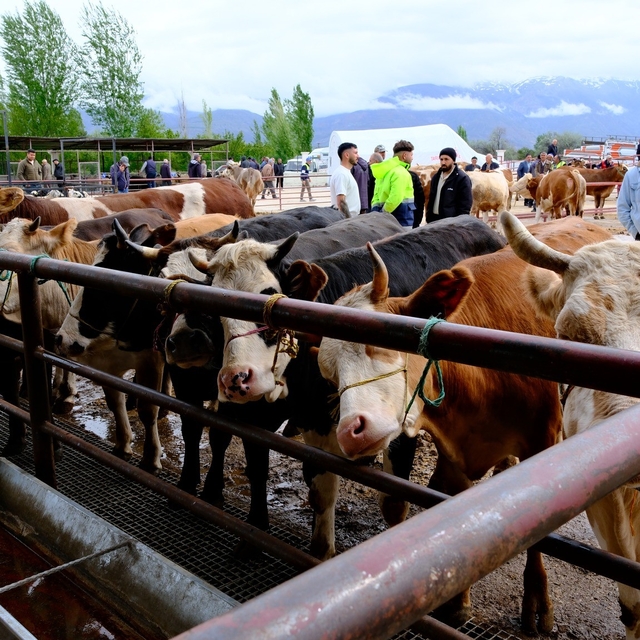 Erzincan'da hayvan pazarı hareketlendi: Sıkı pazarlıklar başladı