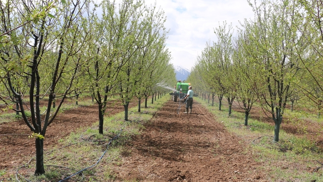 Erzincan'da meyve üreticilerine yağış sonrası ilaçlama uyarısı