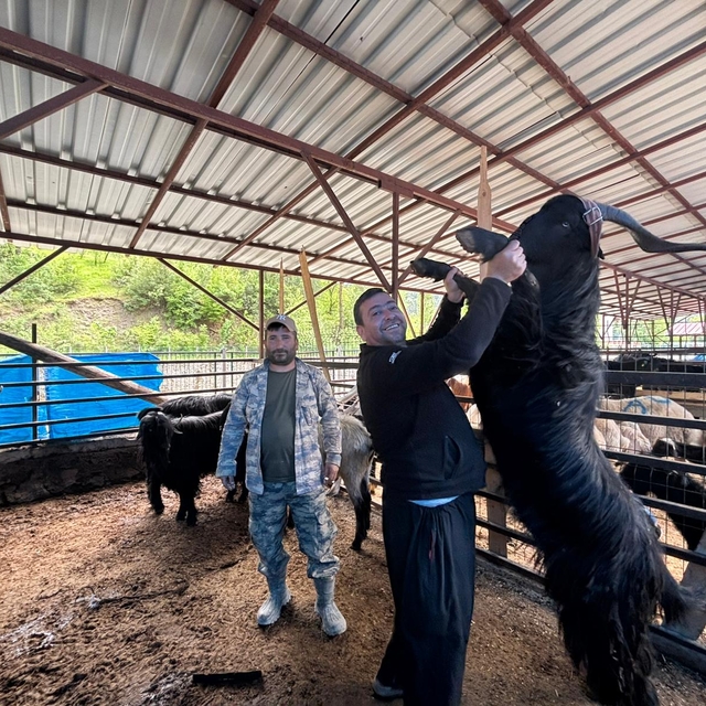 Feke'de canlı hayvan pazarlarındaki hareketlilik artmaya başladı