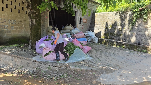 ÇAYKUR sezonun ilk gününde 900 ton çay aldı