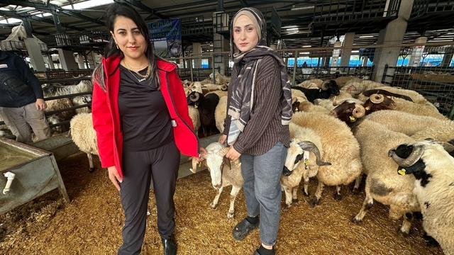İki genç kuzen celep, Bursa'daki kurban pazarında rekabeti artırdı